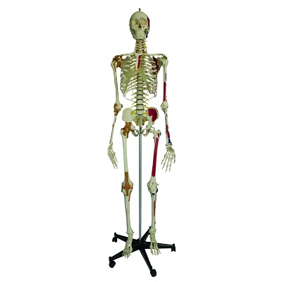 Skeletmodel "Super-Skelett