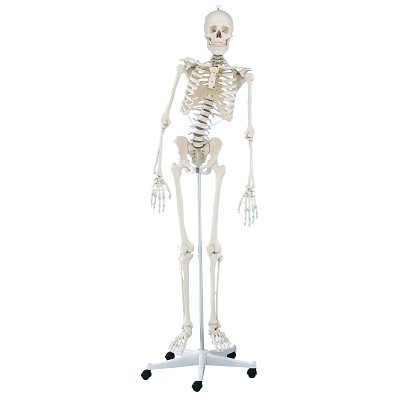Erler Zimmer Skeletmodel "Skelet Hugo", beweegbaar