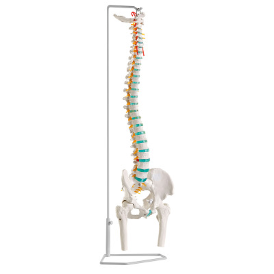 Erler Zimmer Skeletmodel "Flexibele wervelkolom", Met bekken- en dijbeenstompen