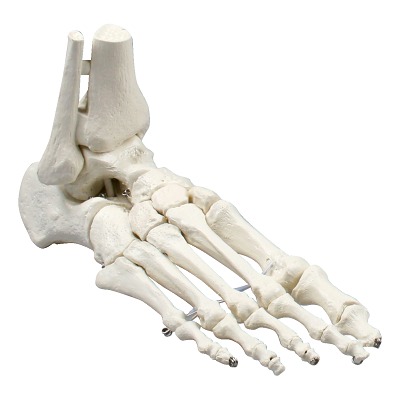 Erler Zimmer Skeletmodel "Fußskelett", Standard