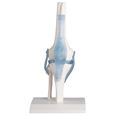 Erler Zimmer Skeletmodel "Kniegewricht met ligamenten