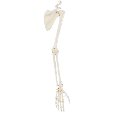 Erler Zimmer Skeletmodel "Armskelet met schoudergordel