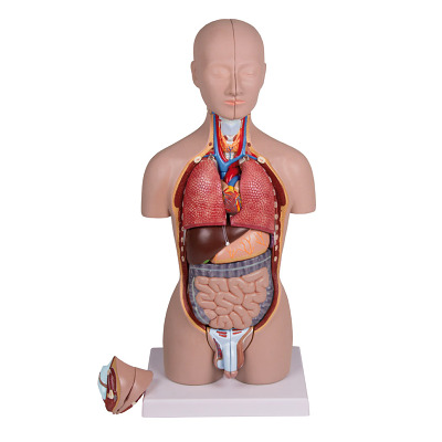 Erler Zimmer Anatomisch model "Miniatur-Torso