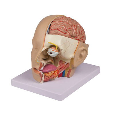 Erler Zimmer Anatomisch model "Kopf
