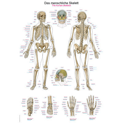 Erler Zimmer Anatomisch leerbord, Het menselijke skelet