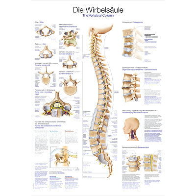 Erler Zimmer Anatomisch leerbord, De wervelkolom
