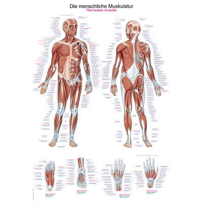 Erler Zimmer Anatomisch leerbord, Het menselijk spierstelsel
