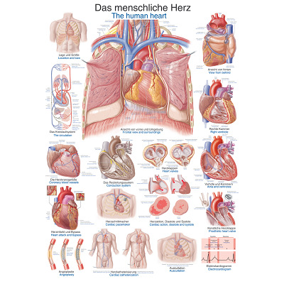 Erler Zimmer Anatomisch leerbord, Het menselijk hart