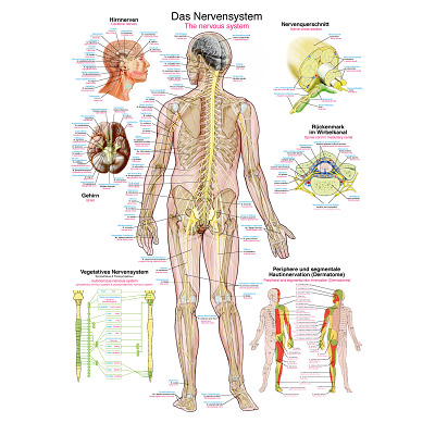 Erler Zimmer Anatomisch leerbord, Het zenuwstelsel