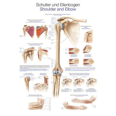 Erler Zimmer Anatomisch leerbord, De schouder en de elleboog