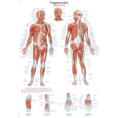 Erler Zimmer Anatomisch leerbord, De triggerpoints