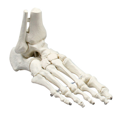 Erler Zimmer Skeletmodel "Fußskelett", Met peesapparaat