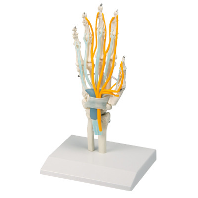 Erler Zimmer Skeletmodel "Handskelett", Met pezen, zenuwen en carpaltunnel