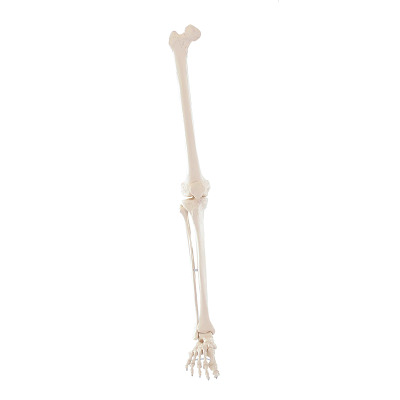 Erler Zimmer Skeletmodel "Skeletbeen