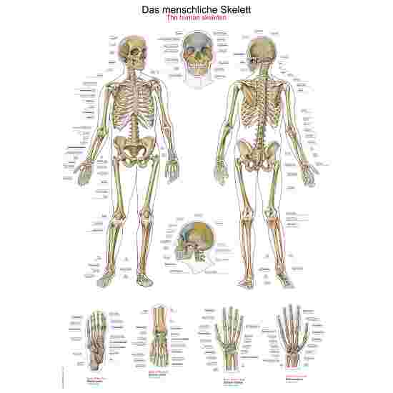 Erler Zimmer Anatomisch leerbord Het menselijke skelet