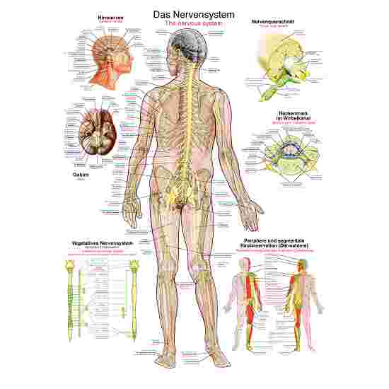 Erler Zimmer Anatomisch leerbord Het zenuwstelsel