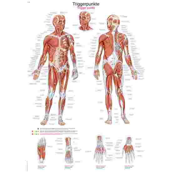 Erler Zimmer Anatomisch leerbord De triggerpoints