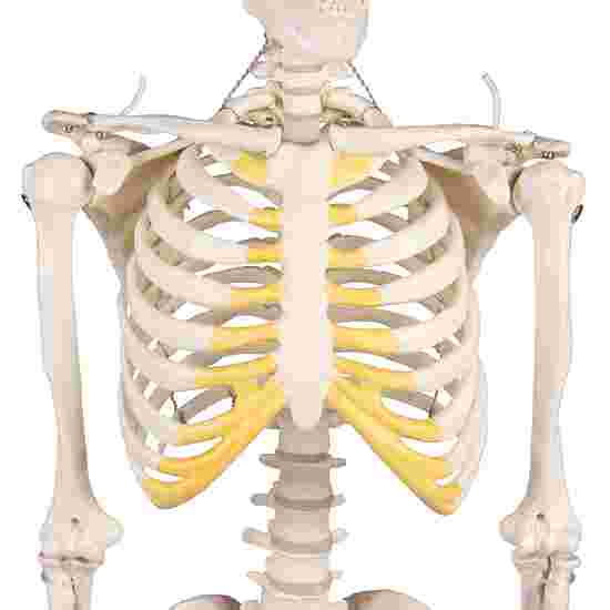 Erler Zimmer Skeletmodel &quot;Miniatuur skelet Tom&quot;