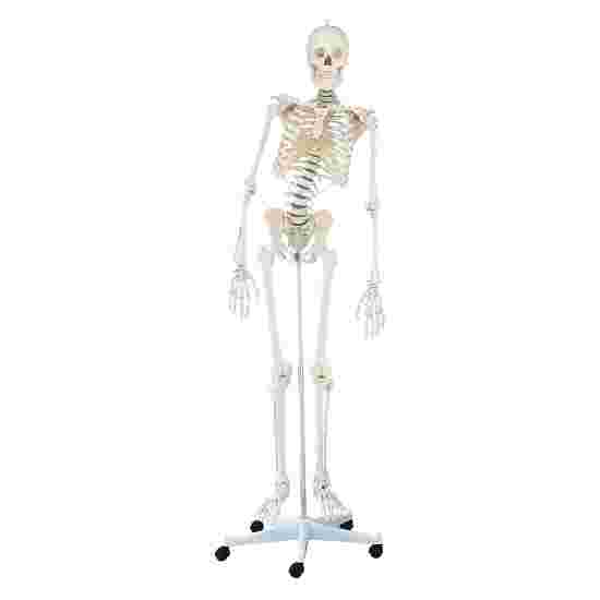 Erler Zimmer Skeletmodel &quot;Skelet Hugo&quot;, beweegbaar