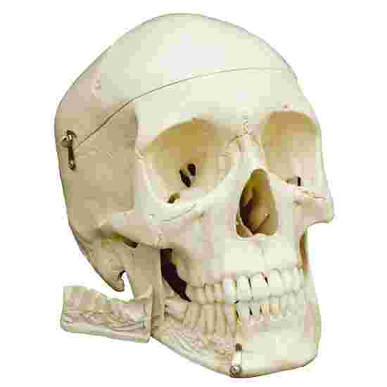 Schedel 4 delen - standaard/anatomisch model