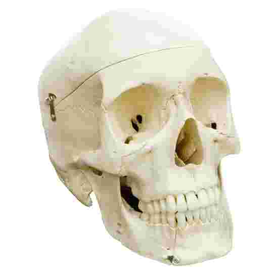 Schedel 4 delen - standaard/anatomisch model