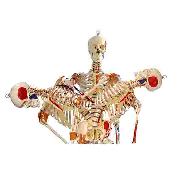 Skeletmodel &quot;Super-Skelett&quot;