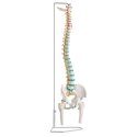 Erler Zimmer Skeletmodel "Flexibele wervelkolom" Met bekken- en dijbeenstompen