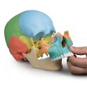 Erler Zimmer Skeletmodel "Osteopathie-schedelmodel", 22-delig