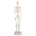 Erler Zimmer Skeletmodel "Miniatur-Skelett Paul mit beweglicher Wirbelsäule"