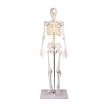 Erler Zimmer Skeletmodel "Miniatuur skelet Tom"
