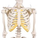 Erler Zimmer Skeletmodel "Miniatuur skelet Tom"