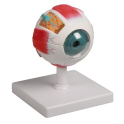 Erler Zimmer Anatomisch model "Auge"