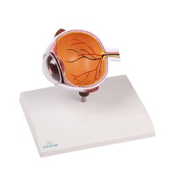 Erler Zimmer Anatomisch model "Augenhälfte"