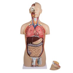 Erler Zimmer Anatomiemodel "Torso met open rug"
