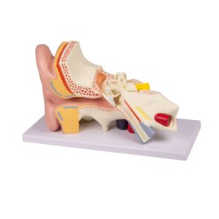 Erler Zimmer Anatomisch model "Ohr"