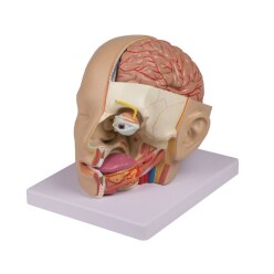Erler Zimmer Anatomisch model "Kopf"