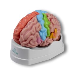 Erler Zimmer Anatomiemodel "Hersenen"