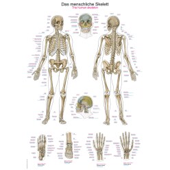 Anatomische leerborden Het menselijke skelet