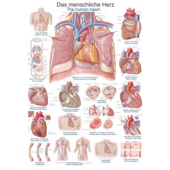 Erler Zimmer Anatomisch leerbord Het menselijk hart