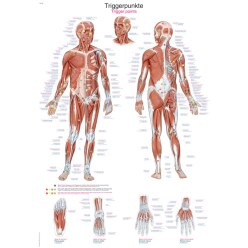 Erler Zimmer Anatomisch leerbord Het menselijk hart