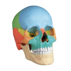 Erler Zimmer Skeletmodel "Osteopathie-schedelmodel", 22-delig
