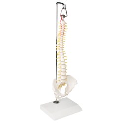Erler Zimmer Skeletmodel "Miniatur-Wirbelsäule auf Hängestativ"