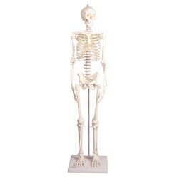 Erler Zimmer Skeletmodel "Miniatur-Skelett Paul mit beweglicher Wirbelsäule"