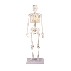Erler Zimmer Miniatuur skelet "Tom"