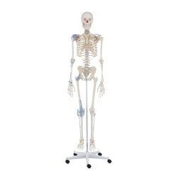 Erler Zimmer Skeletmodel "Skelett Otto mit Bandapparat"